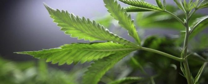 medical marijuana in Pennsylvania